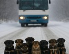 A sofőr alig tudott megállni a hóviharban – amikor meglátta, mi hever az úttesten, az egész élete egy pillanat alatt megváltozott… 🐾