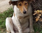 Elvesztette a kutyáját… és vele a szíve egy darabját is. 🐾💔 Öt hosszú év telt el, mióta Rex nyomtalanul eltűnt. Vladiszlav minden követ megmozgatott: hirdetések, hosszú séták, reményteli kiáltások…