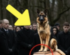 A K9-es egység német juhászkutyája nem volt hajlandó elhagyni a koporsót. Amikor végül felnyitották a koporsót, mindenki zokogni kezdett... 😮😮😮
_
A történet folytatása az első kommentben olvasható 👇👇👇