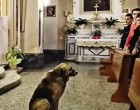 Minden nap megjelent egy szomorú kutya a templomban, és csendben végighallgatta az imákat… Egy nap a pap úgy döntött, utánajár a rejtélynek – és teljesen ledöbbent, amikor megtudta az igazságot… 😲😲