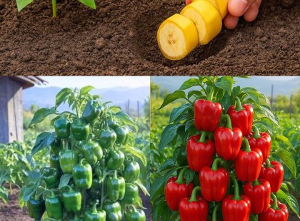 Enélkül soha ne ültess paprikát! Már 50 éve csináljuk... ??