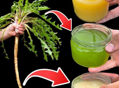 Ez a növény értékesebb mint az arany! A legtöbb ember nem tudja, hogy ennek a növénynek, ami mindenhol nő, olyan értékes, mint az arany.. ???