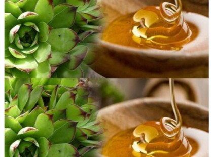 Ez a növény a kerted sarkában lehet – mégis erősebb, mint sok gyógyszer! Így segíthet a kövirózsa-méz keverék mióma és ciszta esetén ??? Csak az udvarias tagok köszönik meg a receptet ? Recept az első kommentben