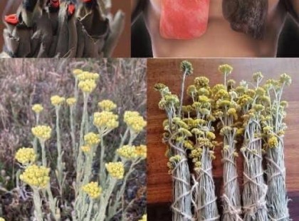 ? „A legtöbb ember nem is sejti, milyen csodálatos ez a növény!” – Az orvosok is ámulnak a kányabangita (Viburnum opulus) hatásaitól… ??