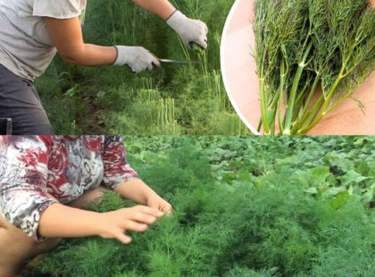 Ez a növény egy elfeledett csodaszer – védi az egészségünket, és fejfájásra, gyomorpanaszokra is kiváló