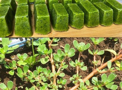 Sose lépj erre a gyomnövényre; a kertben valóságos „aranybányának” számít...????́??? ??́????????