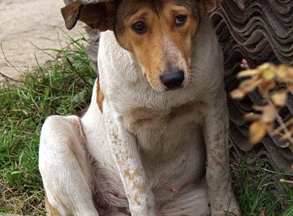 Elvesztette a kutyáját… és vele a szíve egy darabját is. ?? Öt hosszú év telt el, mióta Rex nyomtalanul eltűnt. Vladiszlav minden követ megmozgatott: hirdetések, hosszú séták, reményteli kiáltások…