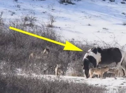 Hat farkassal futott össze egy ló, és olyat tett, amiLESOKKOLTA a fotóst??? _