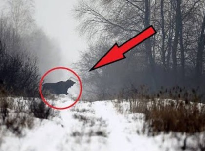 Amit a Magyar tudósok találtak a CSERNOBILLI ERDŐBEN, az az egész világot lenyűgözte!