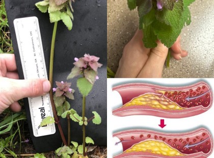 Talán láttad már ezt a növényt mindenhol nőni, de sosem ismerted az erejét...Sokan azt hiszik, hogy az árvacsalán csak egy sima növény, de egy igazi kincs ez a gyom!