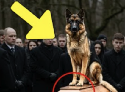 A K9-es egység német juhászkutyája nem volt hajlandó elhagyni a koporsót. Amikor végül felnyitották a koporsót, mindenki zokogni kezdett... ???
_
A történet folytatása az első kommentben olvasható ???