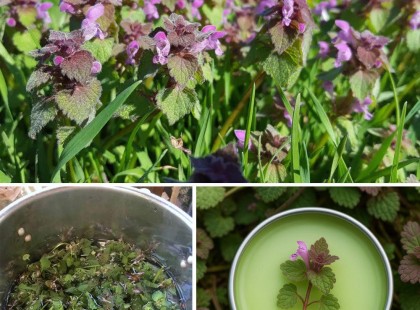 Majdnem tökéletes az idő, hogy kimenj és gyűjts egy kis piros árvacsalánt! ? Íme, hogyan ismerheted fel, és néhány szuper mód, hogyan használhatod fel ???