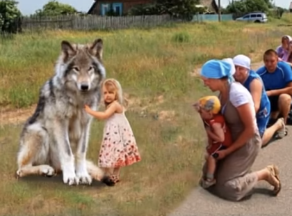 Az egész falu térdre borult a farkas előtt — a ragadozó olyasmit tett, amitől mindenki elnémult a döbbenettől…