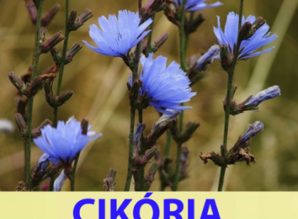 Gyógymód a cukorbetegség ellen, segít a fogyásban, serkenti a memóriát és semlegesíti a bélparazitákat. ? *Kérem - Szükségünk van a segítségedre, hogy ezen a közösségi hálózaton maradjunk. írj valamit az üzeneteinkhez, vagy teljesen eltűnünk
? ?A recept az első kommentben ?? ?