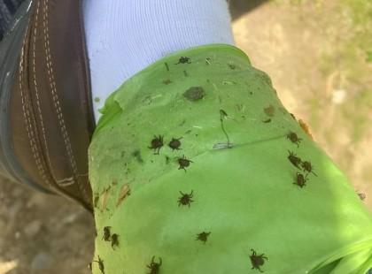 Ez a legegyszerűbb trükk a kullancsok elkapására kertészkedés közben ?