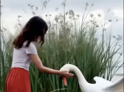 Egy lány megmentett egy sebesült hattyút – de amit azután tett, arra ő maga sem számított
