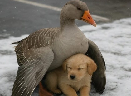 A hideg szélben a kiskutya majdnem megfagyott. Reszketett közvetlenül az út szélén, amikor a mezőről hirtelen odament hozzá egy nagy lúd. A kiskutya még csak meg sem tudott mozdulni, de a lúd ekkor a következőt tette… A folytatást olvasd a hozzászólásban ???

A kiskutya majdnem megfagyott – de ekkor valami egészen különleges történt.

A jeges szél dühöngött, miközben egy apró kölyökkutya remegve húzódott meg az út szélén. Annyira átfagyott és kimerült volt, hogy mozdulni sem tudott. Ám ebben a kétségbeejtő pillanatban hirtelen megjelent egy hatalmas lúd. Habozás nélkül leült mellé, és óvón körbefonta a kutyát a szárnyaival, mintha csak meg akarná védeni a fagytól.

A megható jelenetet valószínűleg Montanában, az Egyesült Államokban rögzítették, ahol nemrég váratlan lehűlés vette kezdetét. Úgy vélik, a kiskutya eltévedt – fajtatisztának tűnik, ezért valószínű, hogy korábban családban élt. A lúd pedig feltehetően vándormadár volt, ami még különösebbé teszi ezt a történetet, hiszen az ilyen madarak általában nem keresnek kapcsolatot más állatokkal.

A link az első kommentben van ?