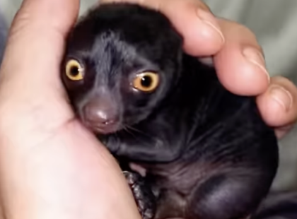 Egy férfi furcsa lényt hozott haza a Mátrai erdőből – egy év múlva pedig sokkolta, mivé vált...