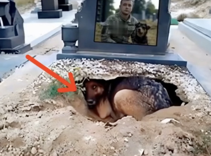 Mindenki azt hitte, hogy ez a kutya a gazdáját gyászolja… De amikor az állatorvos megvizsgálta, döbbenetes dologra derült fény…