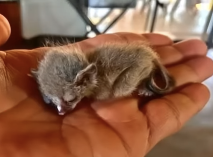 A férfi azt hitte, megmentett egy elhagyott cicát, de az állatorvos megdöbbent, amikor megtudta, MI is az valójában........