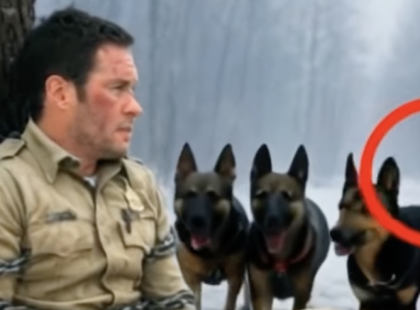 A juhászkutyák egy fához láncolt erdészt találtak – amit ezután tettek, az SZÍVEN ÜT