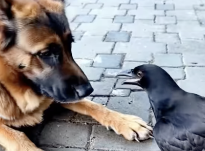 A kutya elkapott egy varjút, és bevonszolta a házikójába. Mindenki azt hitte, a madárnak annyi... de amikor belenéztek, ELSÁPADTAK attól, amit láttak...