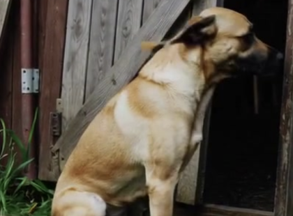 Három napig a kutya nem mozdult a sufni mellől – végül az emberek úgy döntöttek, kinyitják az ajtót…