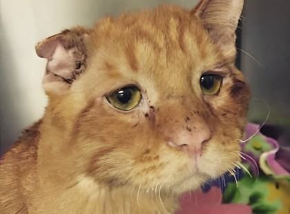 Ez a pár befogadta a világ legszomorúbb macskát. És már néhány óra múlva rá sem lehetett ismerni! ?? A szomorú cica átalakulásáról készült fotókat a hozzászólásokban találjátok. ?