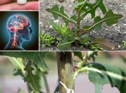 A legtöbb ember nem tudja, hogy ennek a növénynek, ami mindenhol nő, olyan értékes, mint az arany.. ??? >>>