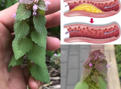 Lehet, hogy mindenhol láttad nőni, de sosem ismerted az erejét...az árvacsalán egy olyan tulajdonsága, amelyet csak kevesek tudnak...