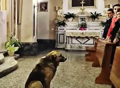 Minden nap megjelent egy szomorú kutya a templomban, és csendben végighallgatta az imákat… Egy nap a pap úgy döntött, utánajár a rejtélynek – és teljesen ledöbbent, amikor megtudta az igazságot… ??