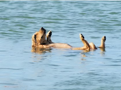 15 órán át sodródott magatehetetlenül a vízben ez a pici kölyökkutya – nem fogod elhinni, KI MENTETTE MEG! ??