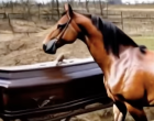 A ló ráugrott a koporsóra a temetésen – és akkor... SÍRÁST hallottak belőle! 😮😮😮