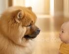 A fiam lebénult a jobb oldalára – az orvos SZAVAK NÉLKÜL ajánlotta ezt a kutyát… Amit utána tett, attól még a tapasztalt nővér is sokkot kapott! 🐕😳