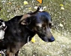 😲 Nézd, mit cipelt haza a hátán Bendegúz! A gazdái azóta sem tudnak napirendre térni a történtek fölött… 😲