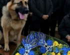 A kutya nem hagyta abba az ugatást a gazdája koporsója mellett… Amikor kinyitották, mindenki SIKÍTANI kezdett a félelemtől! 😲😲😲