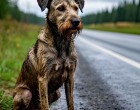 Két héten át nem mozdult az út széléről… Aztán megtudták, miért – és azóta is könnyekkel mesélik! 🐾😢