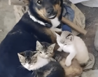 Nem hiszed el, mit tett ez a budapesti kóbor kutya, amikor három reszkető kismacskát talált a szeméttelepen… 😢🐾