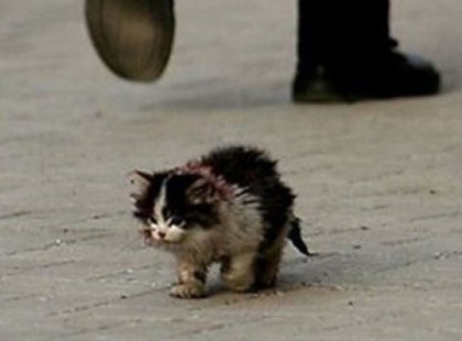 Mindenki tudta, hogy nem szabad hozzáérni ehhez a cicához, azonban, amikor ez az ember a kezébe vette, csodálatos dolog történt.