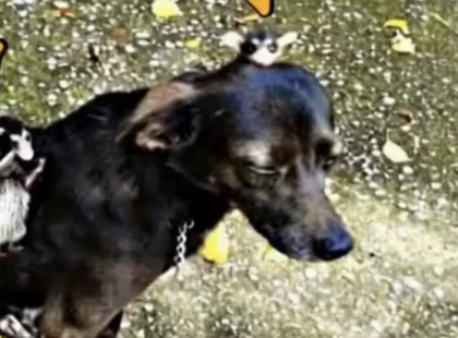 ? Nézd, mit cipelt haza a hátán Bendegúz! A gazdái azóta sem tudnak napirendre térni a történtek fölött… ?