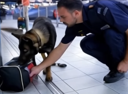 A kutya hirtelen odarohant a bőröndhöz – amikor kinyitották, a rendőrök zokogni kezdtek…