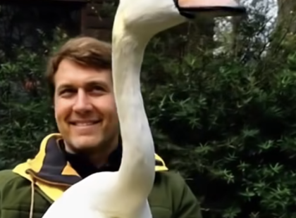 Megmentette a hattyút – és két év múlva a madár úgy hálálta meg, hogy azóta is az beszélik… ?✨