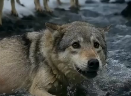 A kamionos férfi kimentette a jeges vízből a fuldokló vemhes farkast – de ami ezután történt, azt azóta is suttogják az erdőben…