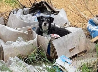 Ez az idős kutya egy üres dobozban ébredt, és rájött, hogy a családja elköltözött nélküle. ? Amit viszont ez után tett, az az egész szomszédságot meghatotta.