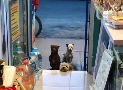 EZT NEM HISZED EL! Egy apró sarki bolt, három kóbor kutya, és egy öreg bácsi, aki csendben csodát tett nap mint nap... De amit a város ezzel az emberrel tett, arra senki sem számított!