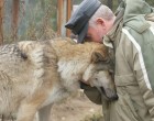 🔔 Gulyás István, az erdő magányos őrzője egy este valami szokatlanra lett figyelmes: a háza előtt egy éhes, lesoványodott nőstényfarkas állt, némán, de reménnyel a szemében… 🐺