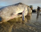 Amit a szakértők a fiatal ámbráscet gyomrában találtak, megrázta az egész világot 🌊🐋