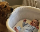 Majdnem megváltunk a golden retrieverünktől, mert rámordult a dadánkra – de aztán megnéztem a biztonsági kamera felvételét