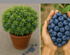 soha többet nem kell áfonyát vennem! Ez az otthoni módszer zseniálisan egyszerű, mégis végtelen termést hoz 🍇✨
