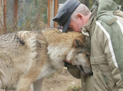 ? Gulyás István, az erdő magányos őrzője egy este valami szokatlanra lett figyelmes: a háza előtt egy éhes, lesoványodott nőstényfarkas állt, némán, de reménnyel a szemében… ?